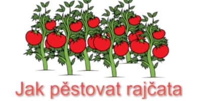 Jak pěstovat rajčata