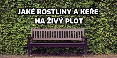 Jaké rostliny a keře na živý plot