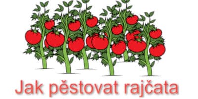 Pěstování rajčat krok za krokem: Jak vypěstovat chutná rajčata