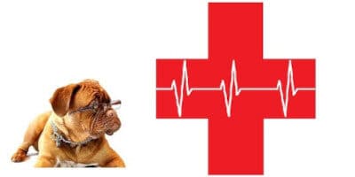 Nejlepší pojištění psa 2022 – recenze a srovnání pojišťoven