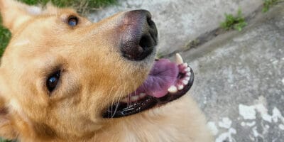 Recenze on-line psí školy – zkušenosti a hodnocení