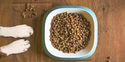 Nejlepší kloubní výživa pro psy 2022 – recenze a srovnání