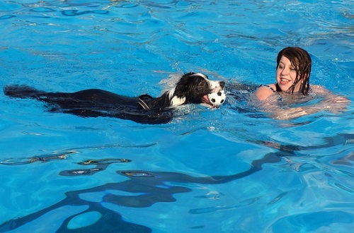 Jak naučit psa plavat - plovací vesta pro psy