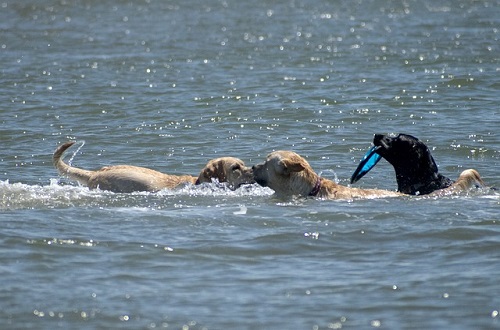 Jak odnaučit psa strachu z vody - plovací vesta pro psy