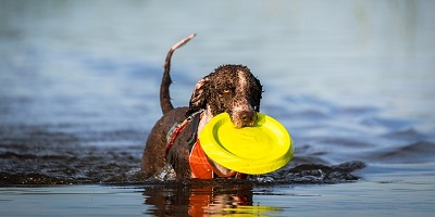 Nejlepší plovací vesta pro psy 2023
