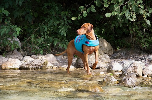 Velikost a nosnost psí plovací vesty - plovací vesta pro psy