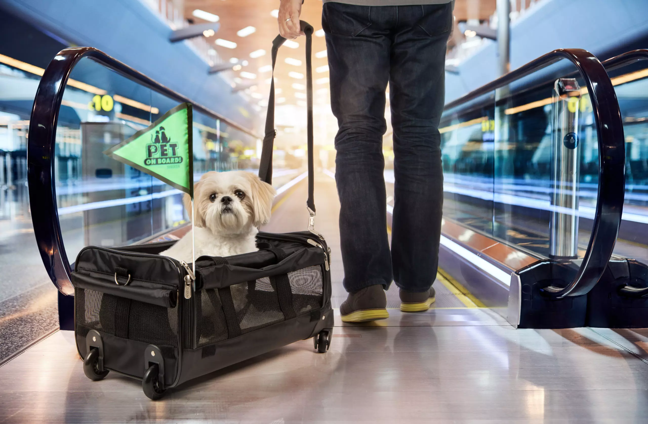 cestování se psem letadlem